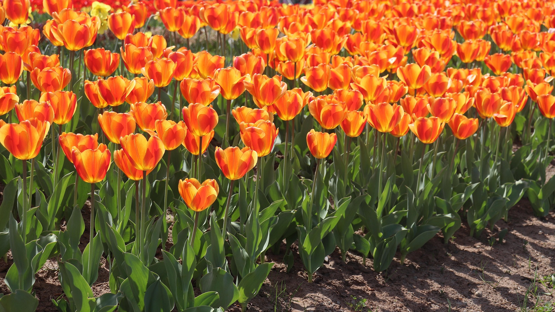 Scenic mountains of Pahalgam, Kashmir